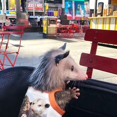 an opossm is sticking its head out of a piece of luggage on the sidewalk