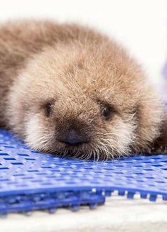 a baby sea lion laying on top of a blue mat