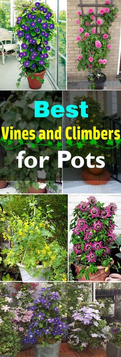 the best vines and climbers for pots