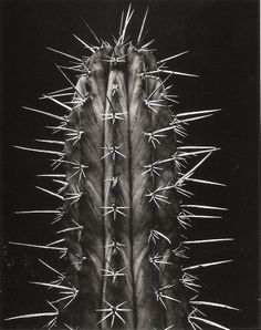 a black and white photo of a cactus with long spikes on it's back