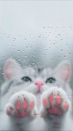 a white cat with pink paw prints on it's paws sitting in front of a window