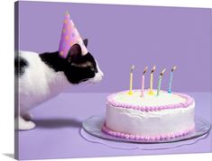 a black and white cat looking at a birthday cake with lit candles on it in front of a purple background