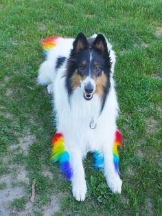 a dog sitting in the grass with a rainbow painted tail on it's back