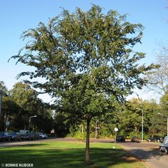 a large green tree sitting on the side of a road next to a lush green park