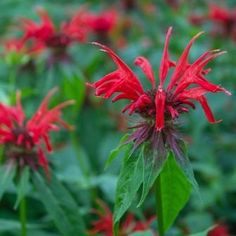 red flowers with green leaves in the foreground