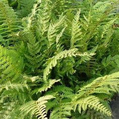 green plants are growing in the garden