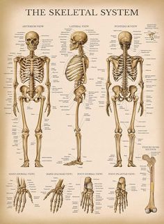 a diagram of the skeletal system in human body, including the skeleton and its major bones