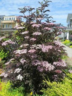 purple flowers are blooming in front of some houses