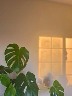 a houseplant in front of a window with sunlight coming through it