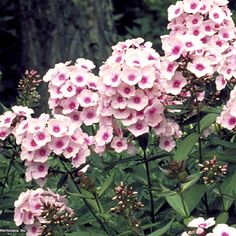 pink flowers are blooming in the garden