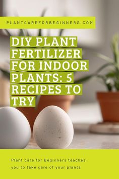 three eggs sitting on top of a table next to a potted plant with the words diy plant fertilizer for indoor plants 5 recipes to try