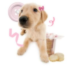 a puppy with a pink bow on it's head is standing next to some bread