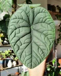 Huge Alocasia Melo leaf seen up close Unusual Houseplants, Alocasia Melo, Rare Alocasia, Monstera Obliqua, Plant Wishlist, Plant Guide, Variegated Plants, Plant Aesthetic