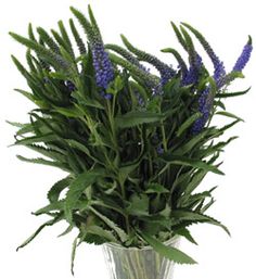 a vase filled with purple flowers on top of a table