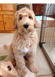 two dogs sitting next to each other in front of a dog cage and looking at the camera