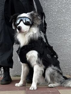 a dog with goggles on sitting next to a person wearing black pants and sunglasses