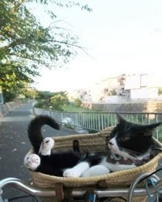 two cats laying in a basket on the back of a bicycle