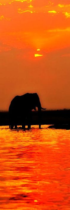 an elephant is standing in the water at sunset