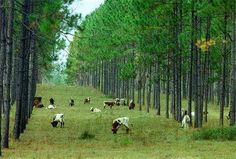 many cows are grazing in the woods together