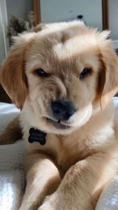 a puppy is sitting on a bed with his paw in the air and looking at the camera