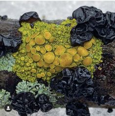 some sort of plant with yellow and black leaves