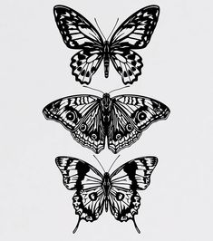 three butterflies are shown in black and white