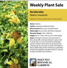 an advertisement for a plant sale with yellow flowers in the foreground and green leaves on the background