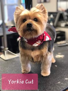 a small brown dog standing on top of a table next to a sign that says yorkie cut