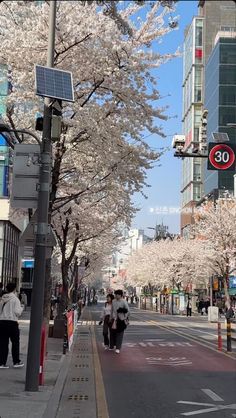 two people walking down the street in front of cherry blossom trees