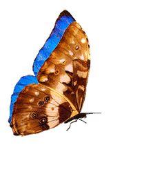 two butterflies flying side by side on a white background with one blue and the other brown