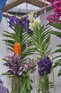 purple, orange and white flowers are hanging from the ceiling