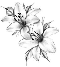 black and white drawing of three lilies