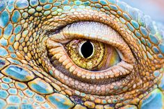 the eye of an iguana looking into the camera