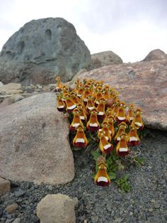 small yellow and white flowers growing out of the ground next to large rocks on a cloudy day