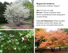 four different types of trees with white flowers and red berries on them, in various stages of blooming