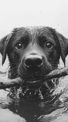 a black and white photo of a dog holding a stick in its mouth while swimming