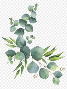 watercolor painting of green leaves and branches on transparent background png image with no background