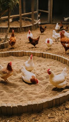 there are many chickens in the sand