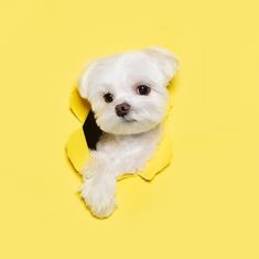 a small white dog sticking its head out of a hole in a yellow paper background