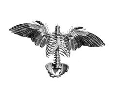 a drawing of a skeleton with wings on it's back