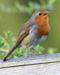 a small bird standing on top of a wooden bench