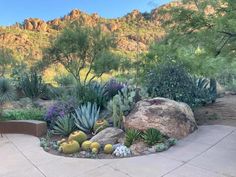 a desert garden with cactus, cacti and other plants