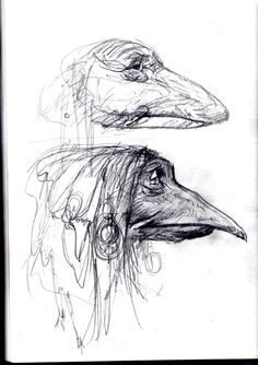 two black and white drawings of birds with long beaks, one is facing the camera