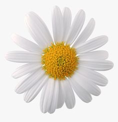 a white daisy with yellow center on a white background