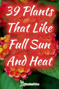 flowers with the words 39 plants that like full sun and heat on top of them