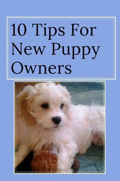 a small white dog laying on top of a blue carpet with the title 10 tips for new puppy owners