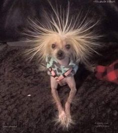 a small dog with very long hair sitting on the floor in front of a couch