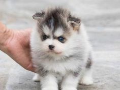 a small white and gray puppy is being held by someone's hand with blue eyes