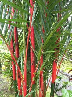 red and green plants are growing in the grass