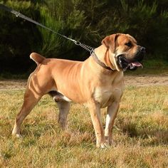 a large brown dog standing on top of a grass covered field with trees in the background